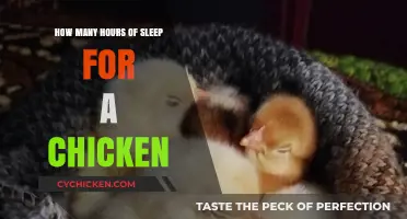 Sleepy Chickens: How Many Hours Do They Need?