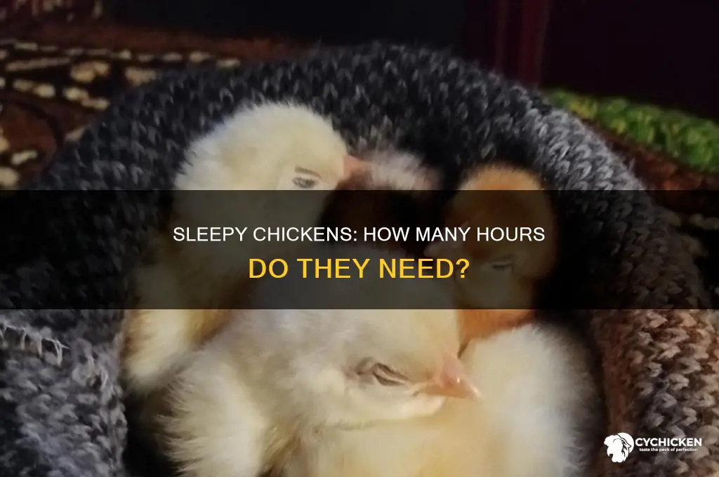 how many hours of sleep for a chicken