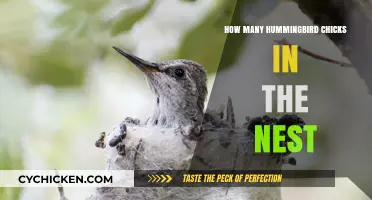 Discovering the Number of Hummingbird Chicks in Their Cozy Nest