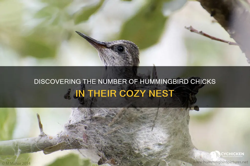 how many hummingbird chicks in the nest