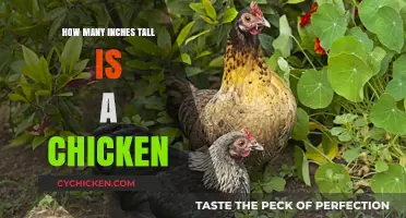 Average Chicken Height: How Many Inches Tall Are They?
