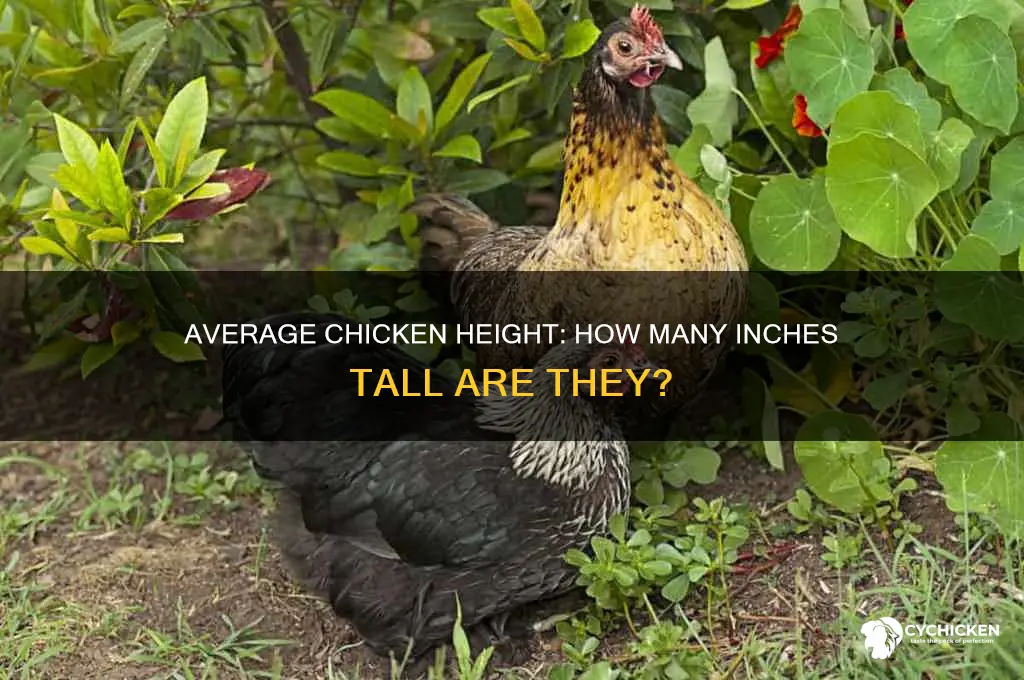 how many inches tall is a chicken