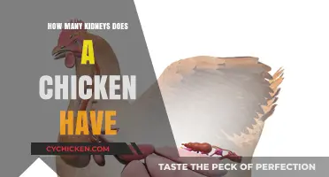 Understanding Chicken Anatomy: How Many Kidneys Does a Chicken Have?
