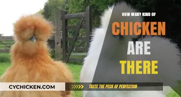 Exploring the Diverse World of Chicken Breeds and Varieties