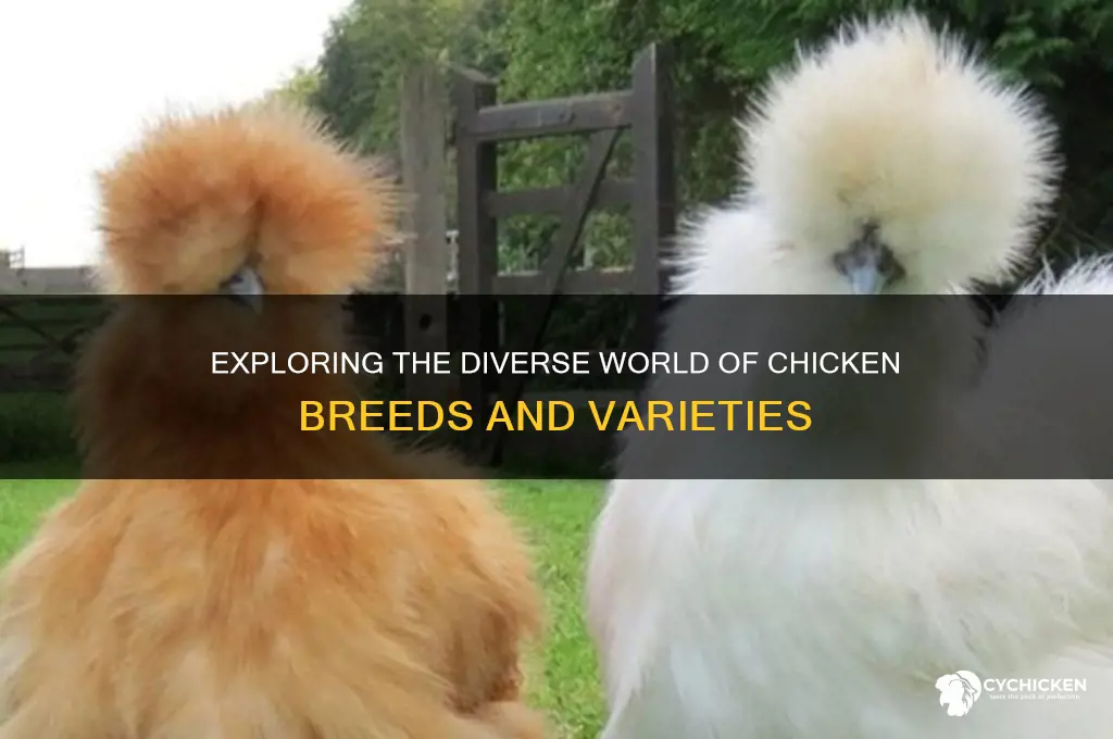 how many kind of chicken are there