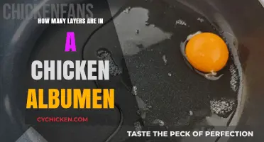 Exploring the Intricate Layers of Chicken Albumen