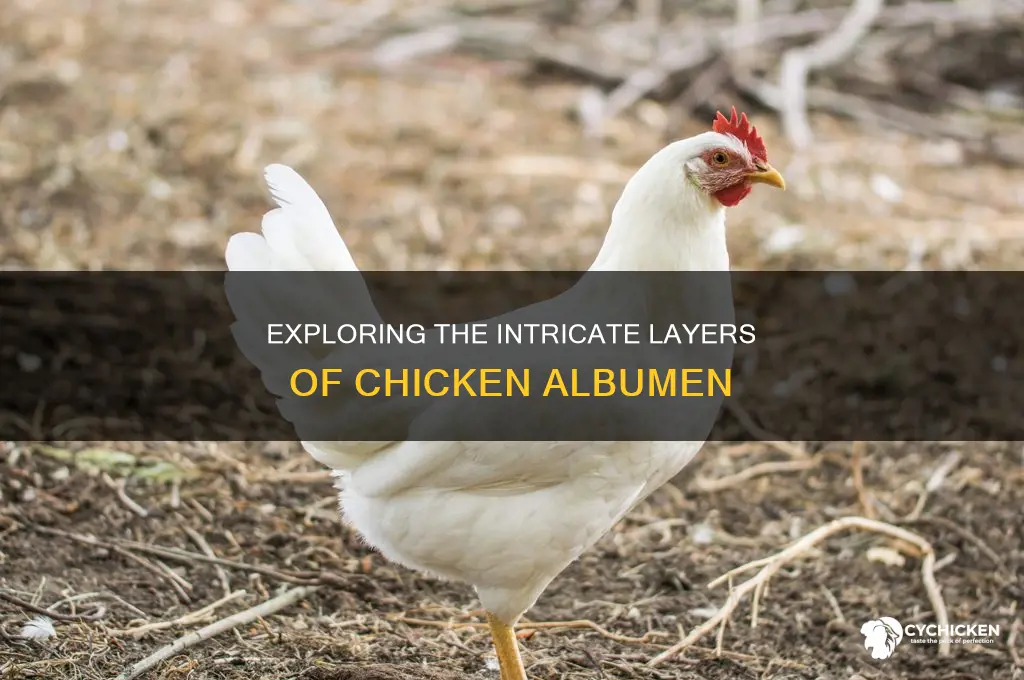 how many layers are in a chicken albumen