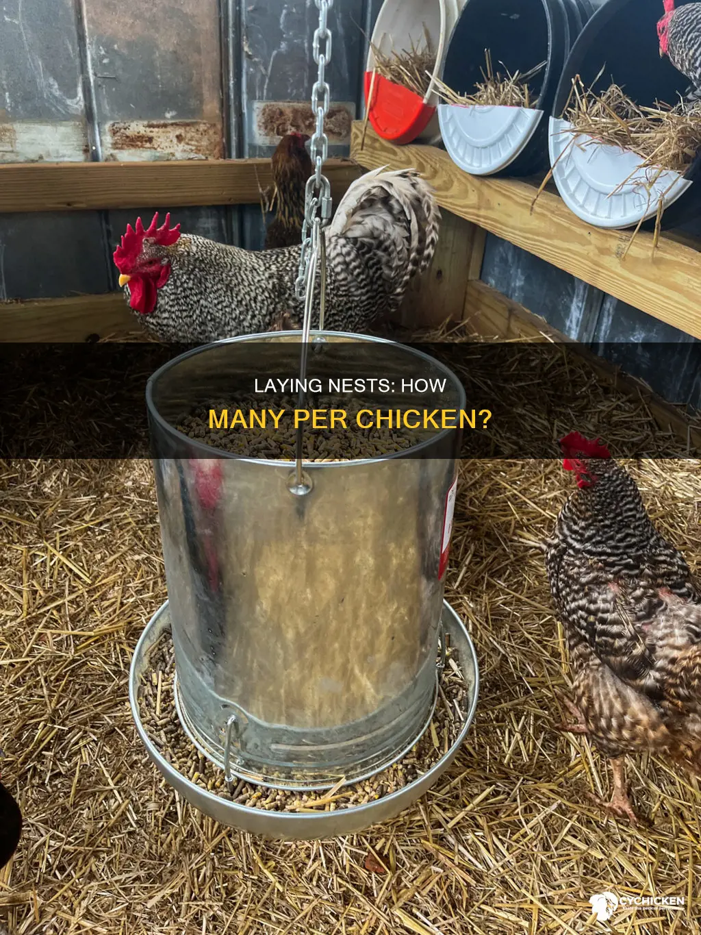 how many laying nests do i need per chicken