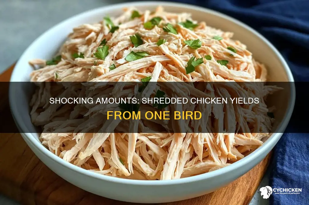 how many lbs shredded chicken in one chicken