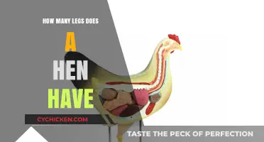 Understanding the Anatomy: How Many Legs Does a Hen Have?