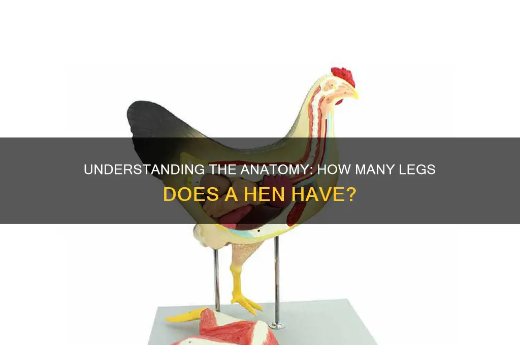 how many legs does a hen have