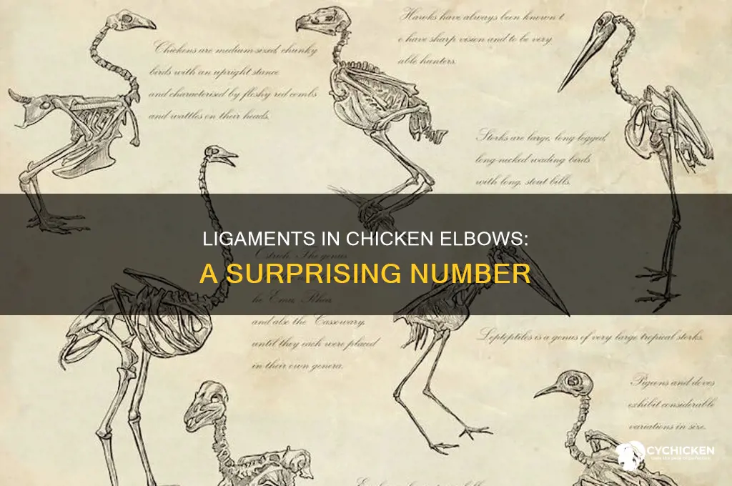 how many ligaments are in a chicken elbow