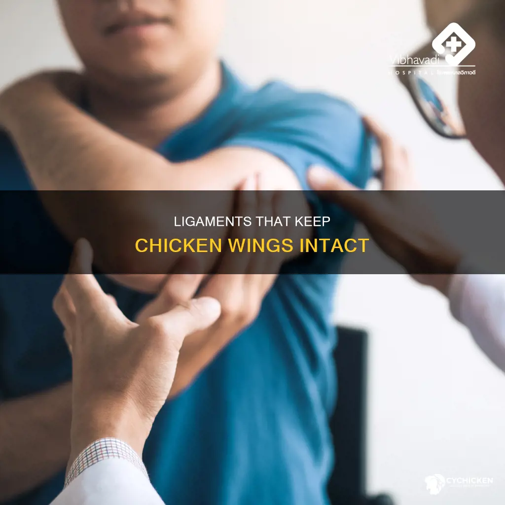 how many ligaments hold the chicken elbow in place