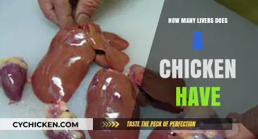 Unraveling the Mystery: How Many Livers Does a Chicken Possess?