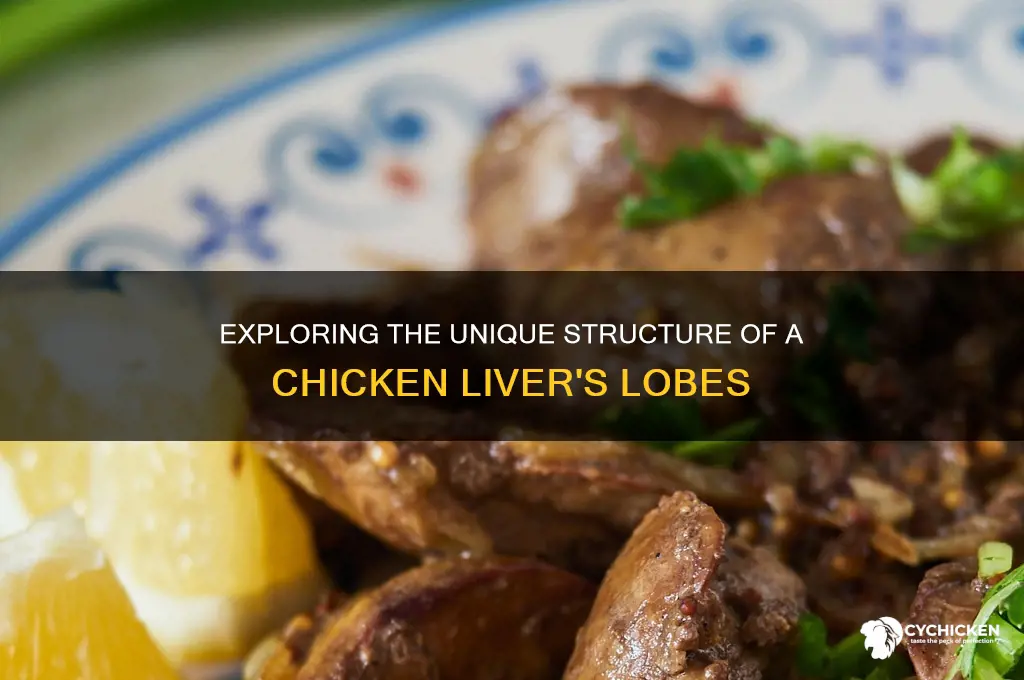 how many lobes does a chicken liver