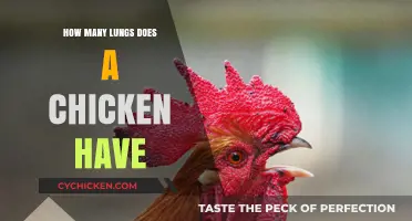 Unveiling the Respiratory Mystery: How Many Lungs Does a Chicken Have?