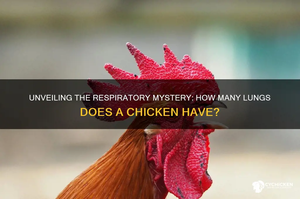 how many lungs does a chicken have