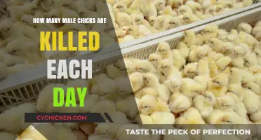 The Dark Truth: Day's Toll on Male Chicks