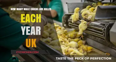UK's Annual Killing of Male Chicks: A Bloody Business