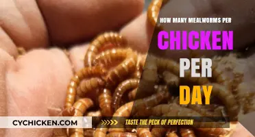 Optimal Mealworm Feeding Guide for Healthy Chickens Daily