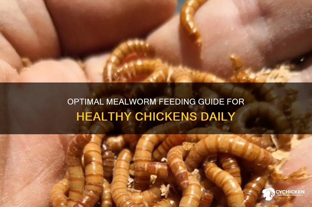how many mealworms per chicken per day