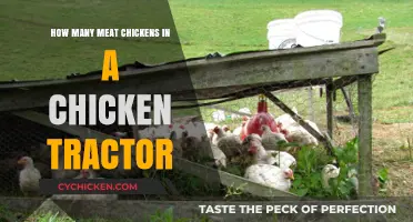Chicken Tractors: Ideal Number of Meat Birds?