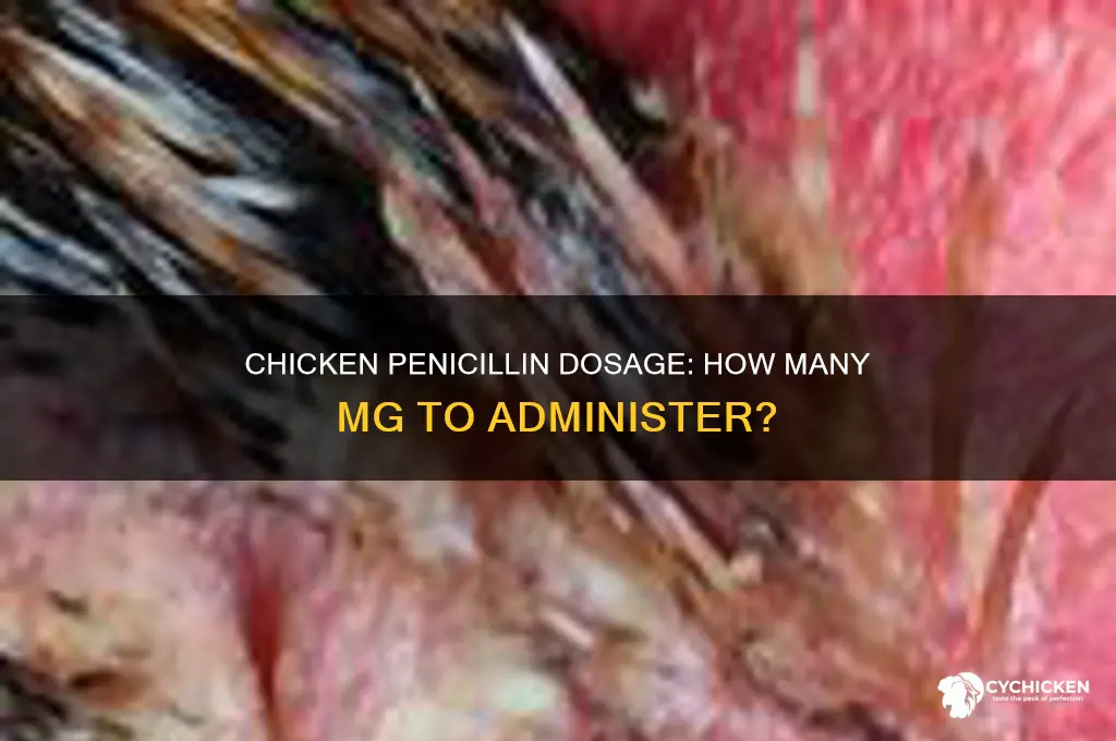 how many mg of penicillin to give chicken
