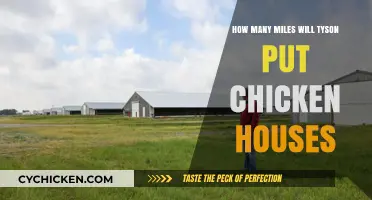 Tyson's Chicken Houses: Miles of Poultry Production
