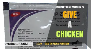 Administering Penicillin to Chickens: Dosage Guide