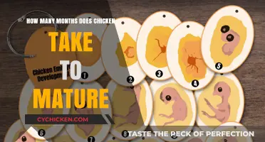 Raising Chickens: Maturation Timeline and Insights