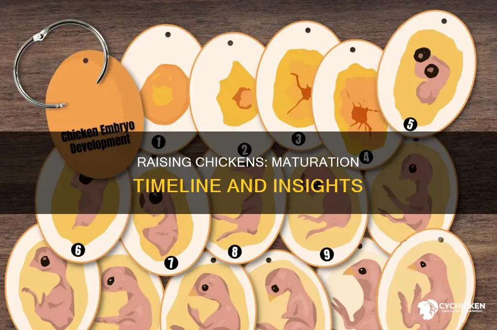 how many months does chicken take to mature