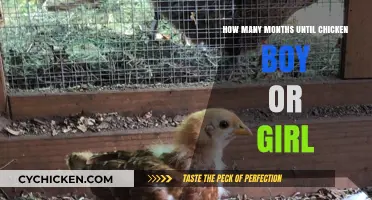 Determining the Gender of Your Chickens