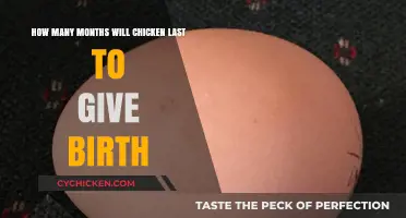 Chicken Laying Eggs: How Long Does It Take?