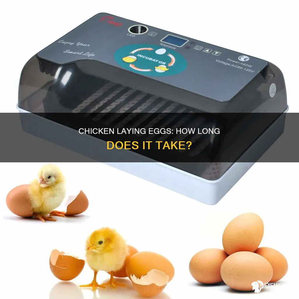 how many months will chicken last to give birth