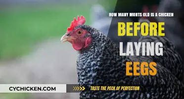 When Do Chickens Start Laying Eggs?