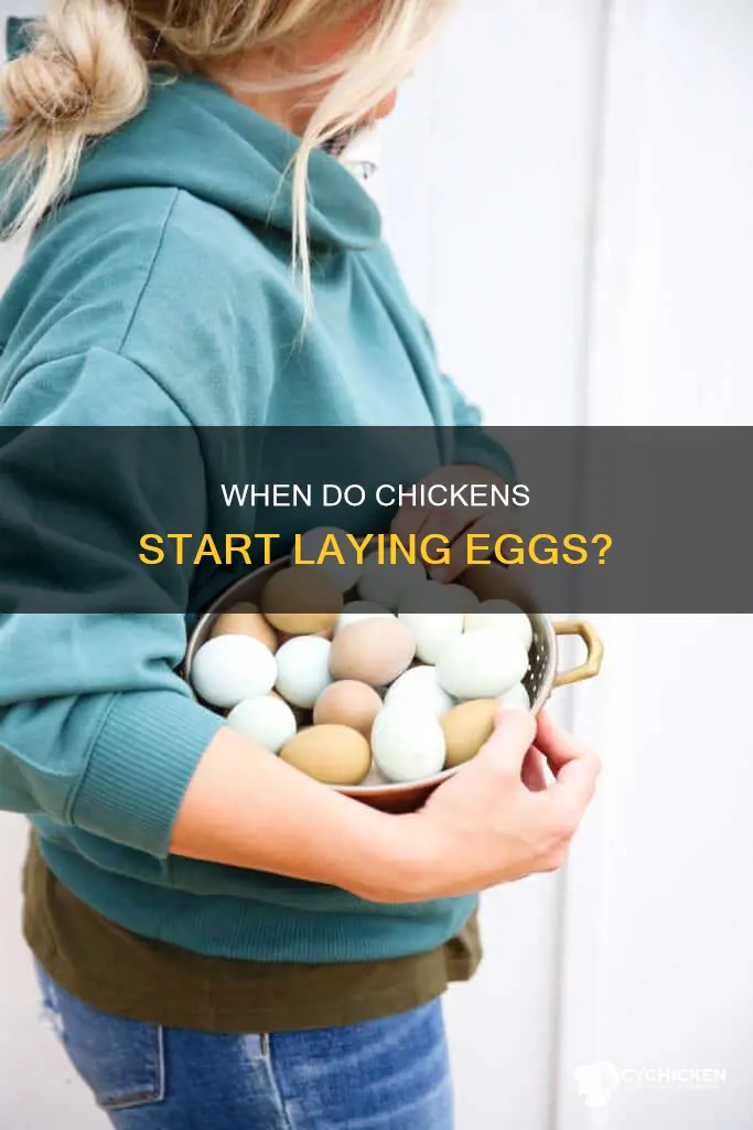 how many monts old is a chicken before laying eegs