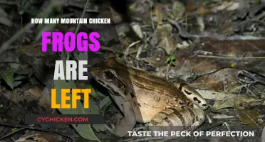 Mountain Chicken Frogs: Current Population Status and Conservation Efforts