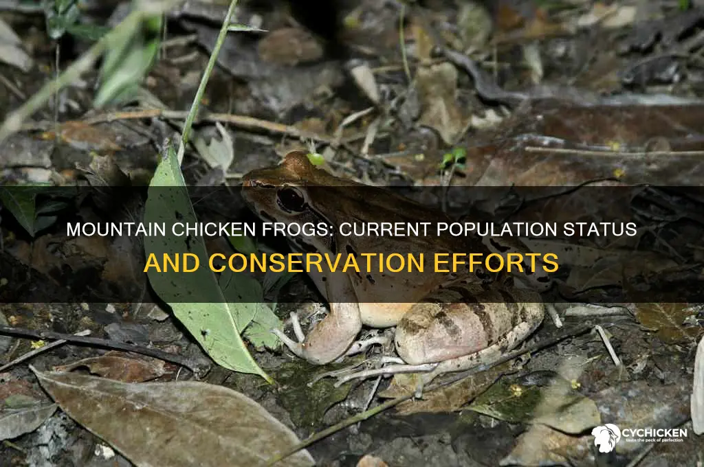 how many mountain chicken frogs are left
