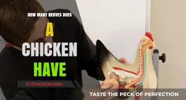 Unraveling the Complexity: How Many Nerves Does a Chicken Possess?