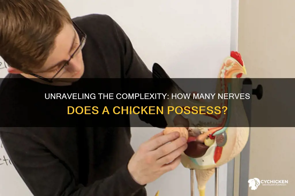 how many nerves does a chicken have