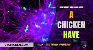 Unveiling the Surprising Complexity of a Chicken's Neural Network