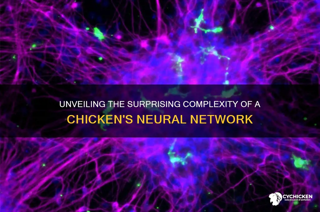 how many neurons does a chicken have
