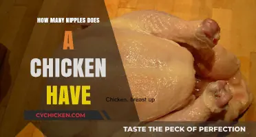 Unveiling the Truth: How Many Nipples Does a Chicken Have?