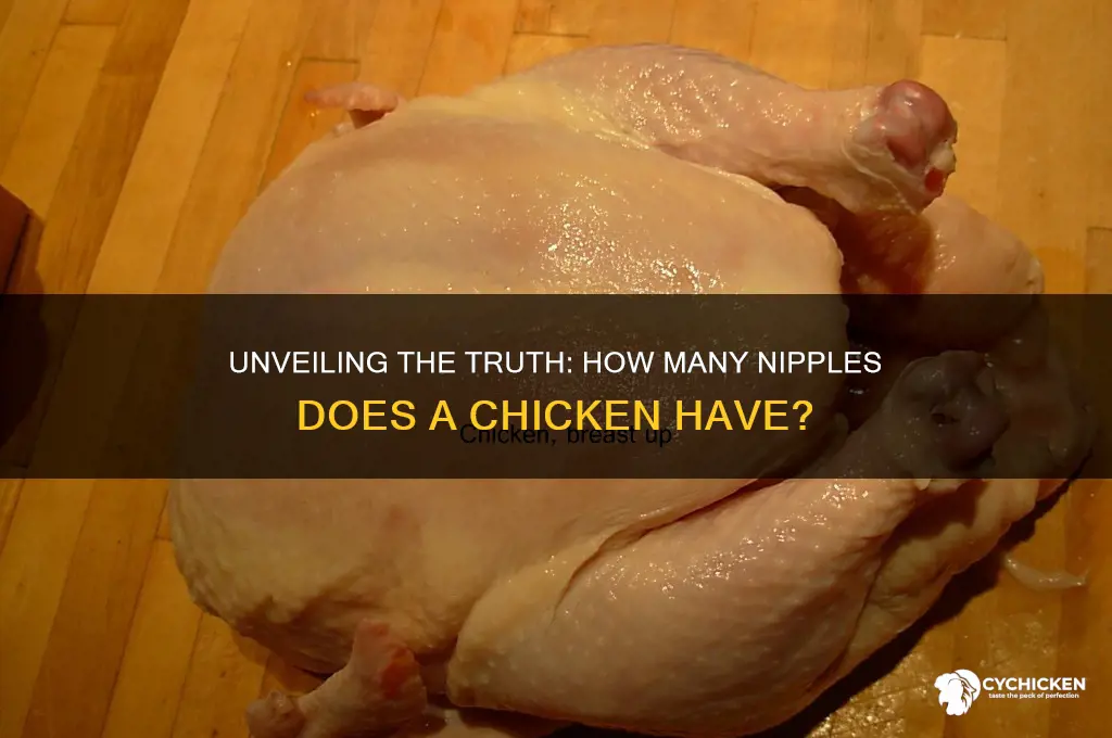 how many nipples does a chicken have