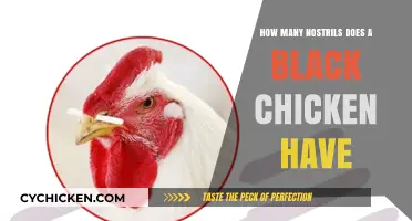 Black Chicken Nostrils: How Many Are There?