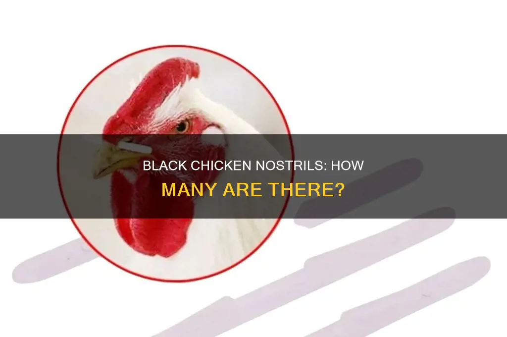 how many nostrils does a black chicken have