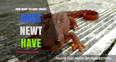 Unveiling Newt's Occamy Brood: How Many Chicks Does He Have?
