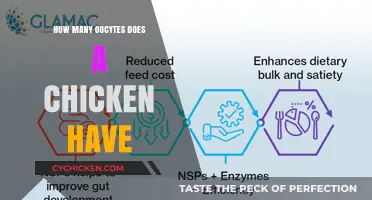 Understanding Chicken Ovarian Capacity: How Many Oocytes Do They Possess?