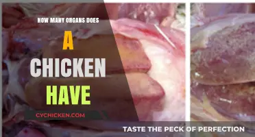 Exploring the Anatomy: How Many Organs Does a Chicken Possess?