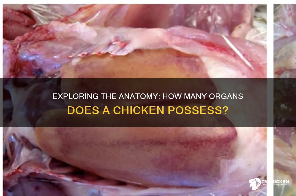 how many organs does a chicken have